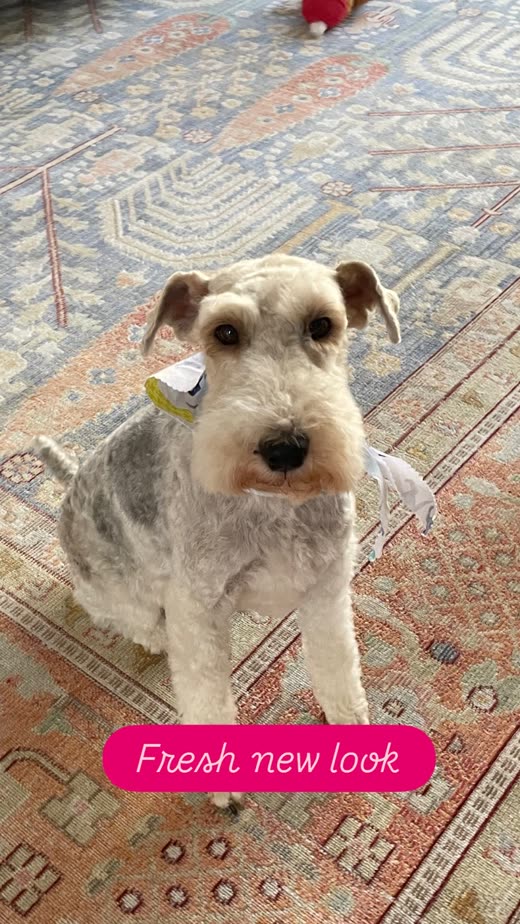 Groomed schnauzer sitting on a patterned rug after a trim (crop the pink caption bubble out)