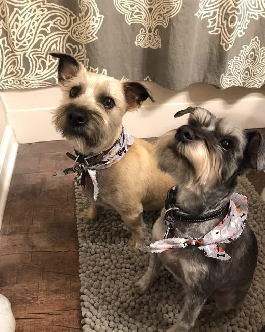 Two small freshly groomed terrier-type dogs in matching bandanas indoors